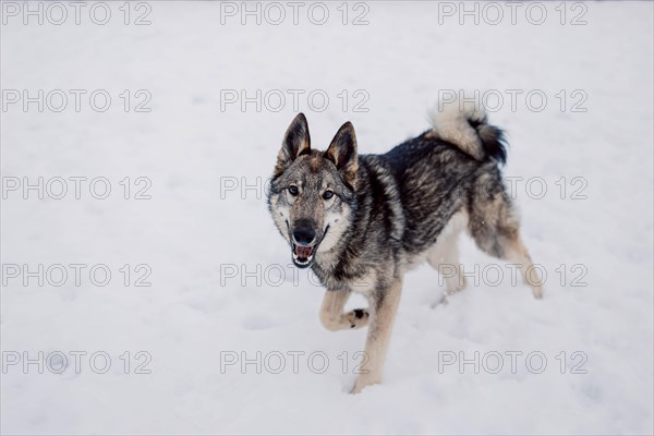 Siberian husky on a walk on a winter day at an animal shelter