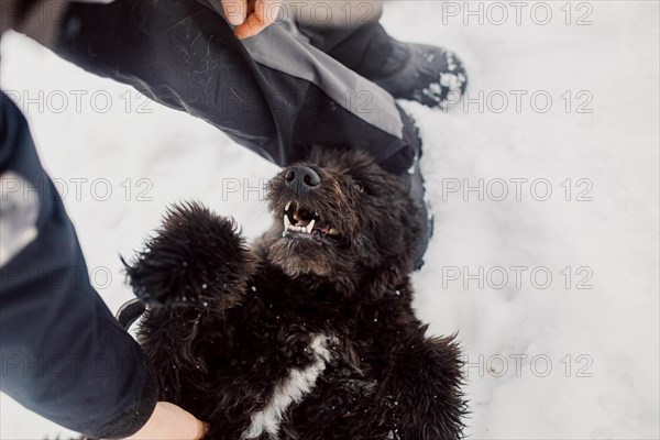 Bouvier de Flandres Shepherd plays and has fun in the snow with a man in a shelter for stray dogs