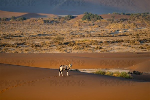 Oryx antelope standing on a red sand dune