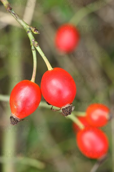 Ripe rosehip fruit of the dog rose