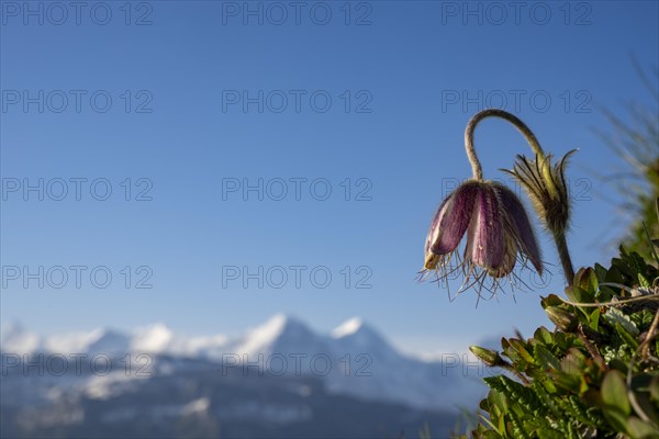 Alpine pasqueflower