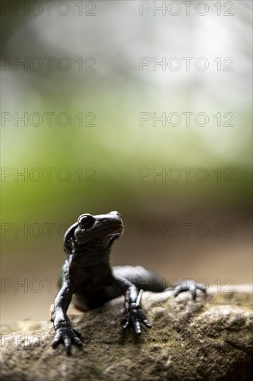 Alpine salamander