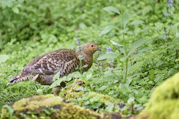 Black grouse