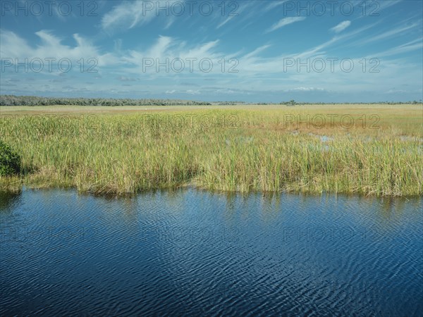 Reeds in a lagoon
