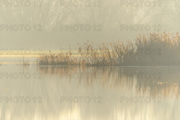 Reeds in a flooded meadow in autumn. Bas-Rhin