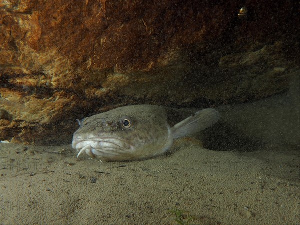 Portrait of burbot