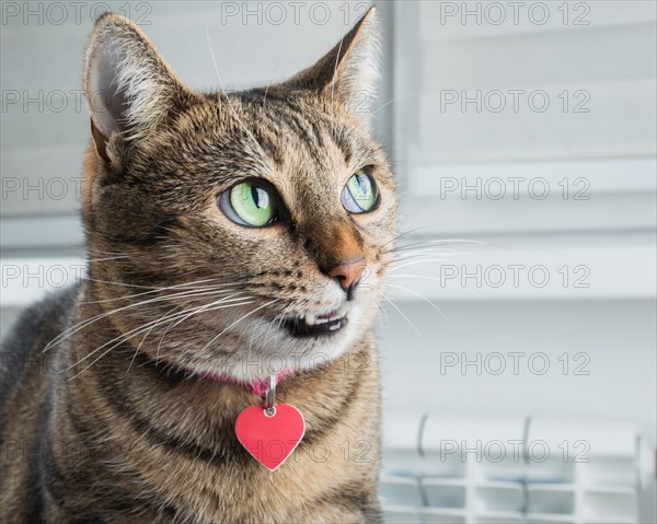 Cunning Bengal cat with a pink collar is grinning intriguingly.