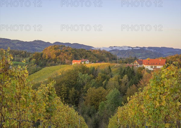 Vineyards in the morning light