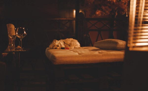 Image of a Maltese lapdog in a night bar with a fiery heater in the background