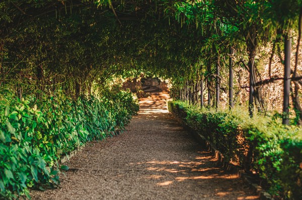 Alley surrounded by bushes and exotic plants. Travel and vacation concept.