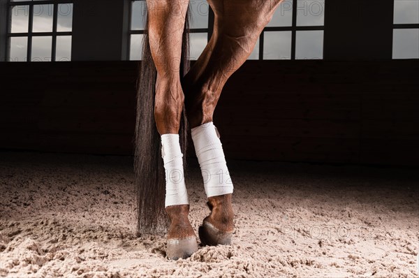 Image of the bandaged hooves of a thoroughbred horse. Competition preparation concept.