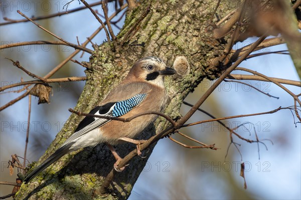 Eurasian jay