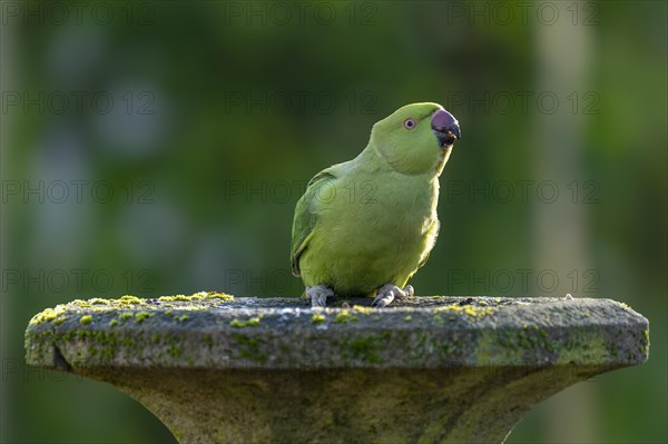 Rose-ringed parakeet