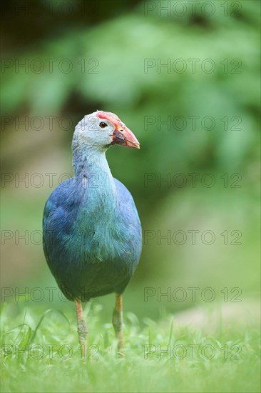 Western swamphen