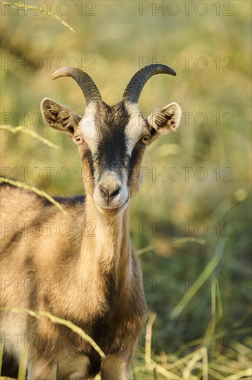 Domestic goat