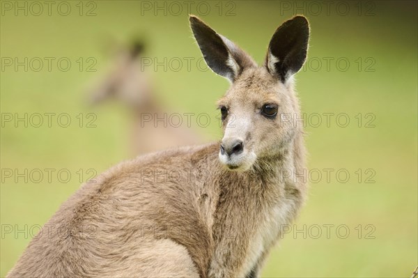 Western grey kangaroo