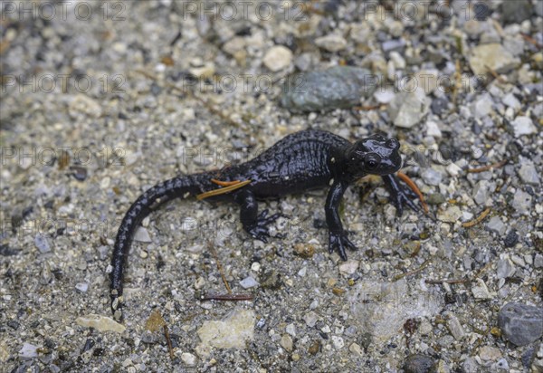 Alpine salamander