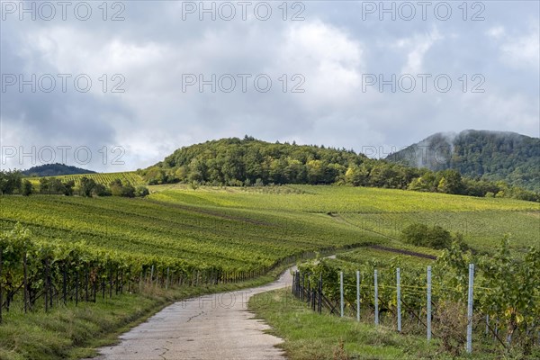 Path between vineyards