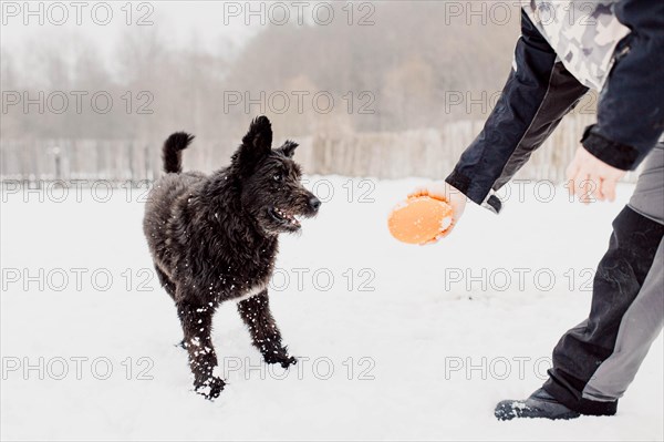 Bouvier des Flandres shepherd dog runs in the snow in winter