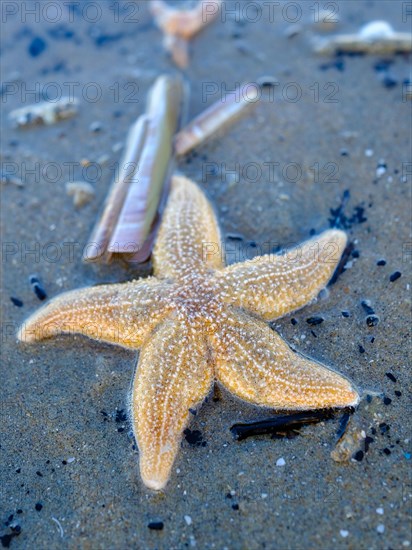 Starfish