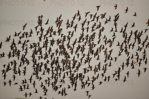 Large flock of Wilson's waterbirds