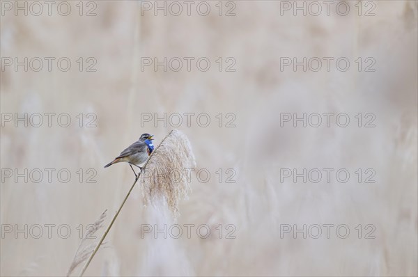 Bluethroat