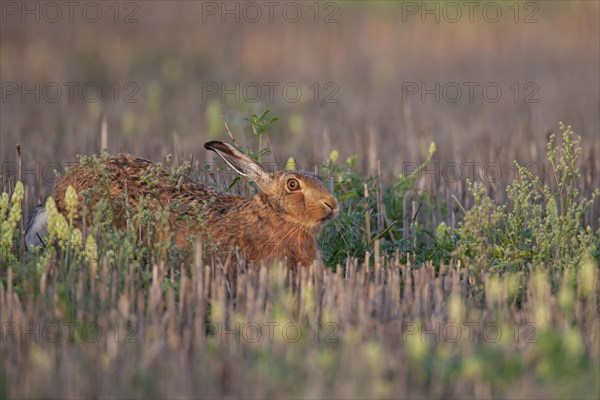 European brown hare