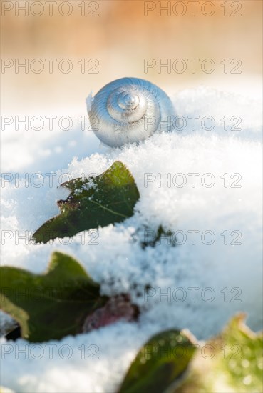 An abandoned snail shell of a snail