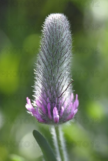 Purple clover