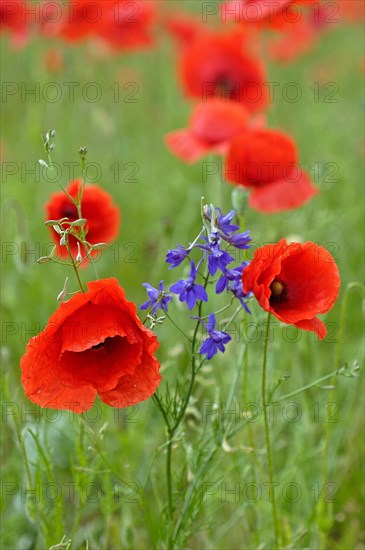 Poppy flowers