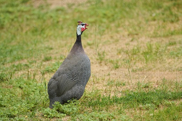 Helmeted guineafowl