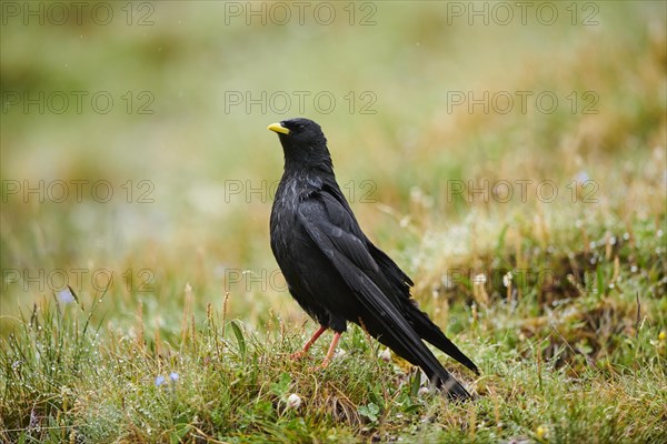 Yellow-billed chough