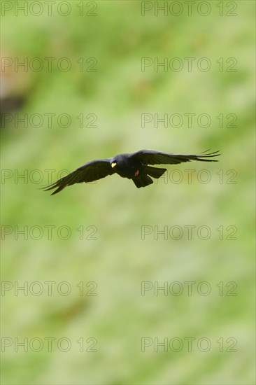 Yellow-billed chough