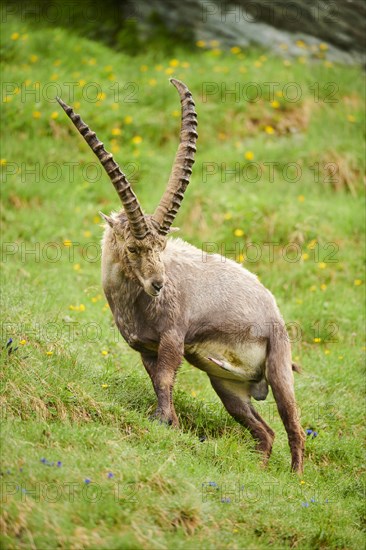 Alpine ibex