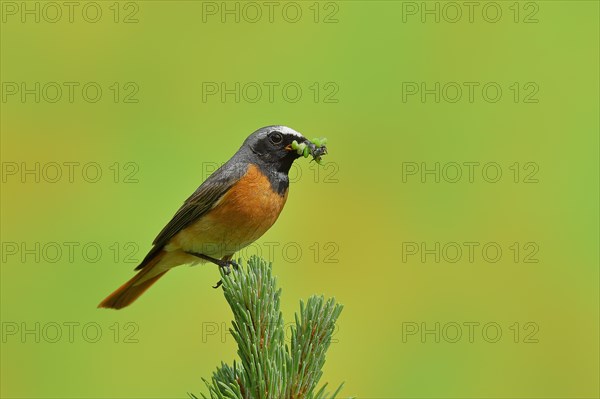 Common redstart