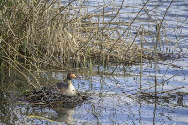 Great crested grebe