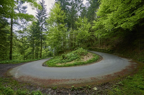 A road makes a sharp bend or turn in the middle of a green forest