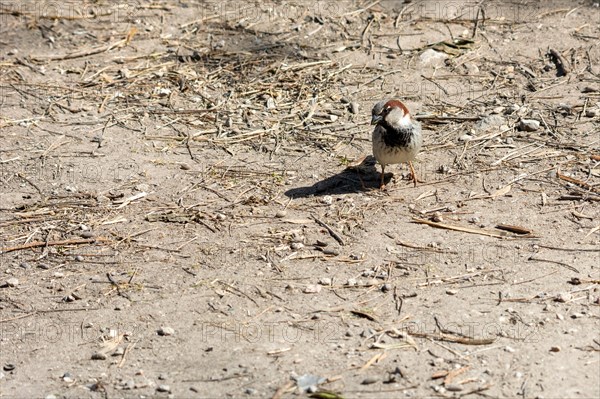 Portrait of common sparrow