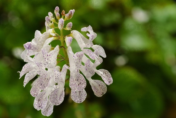 Close-up of a flower of the money plant