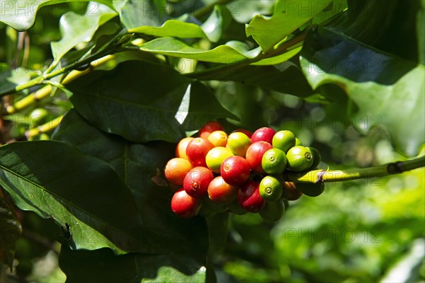 Coffee bushes in the Blue Mountains