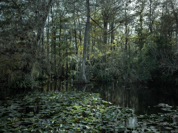 Mangrove forest