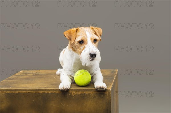 Purebred Jack Russell playing with a tennis ball.