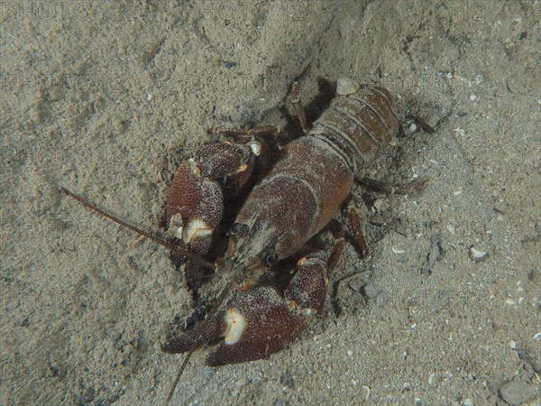 Signal crayfish