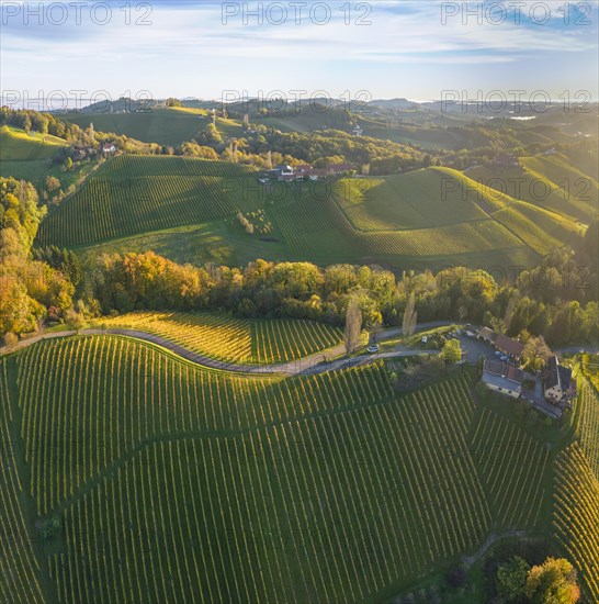 Aerial view of vineyards in the morning light