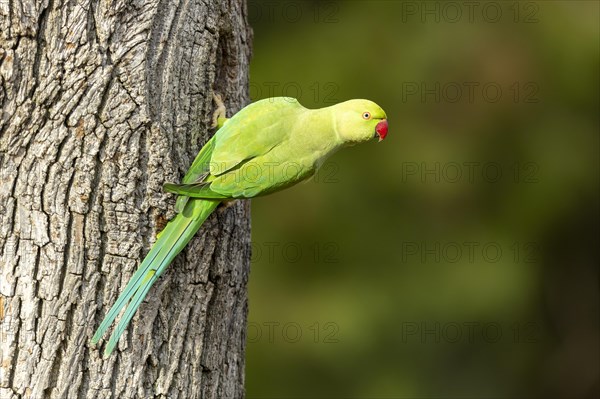 Rose-ringed parakeet