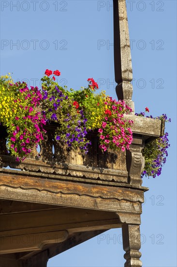 Summer flowers