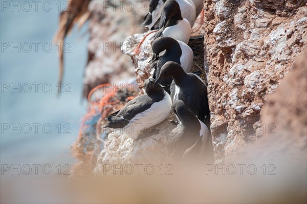 Common guillemot