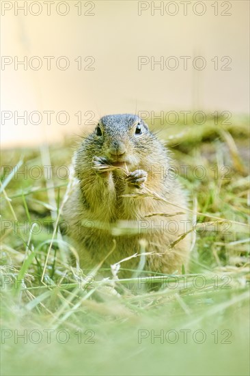 European ground squirrel