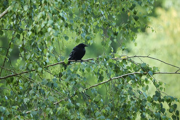 Carrion crow