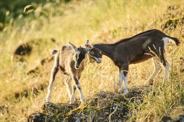 Domestic goats